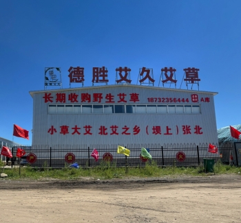 张北艾草良灸